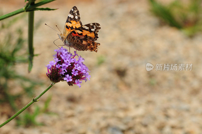 英国，Painted Lady Butterfly